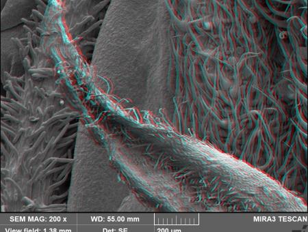 Promítání 3D snímků z elektronového mikroskopu